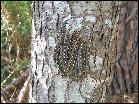 Cluster of striped caterpillars with white spots resting together on rough tree bark.